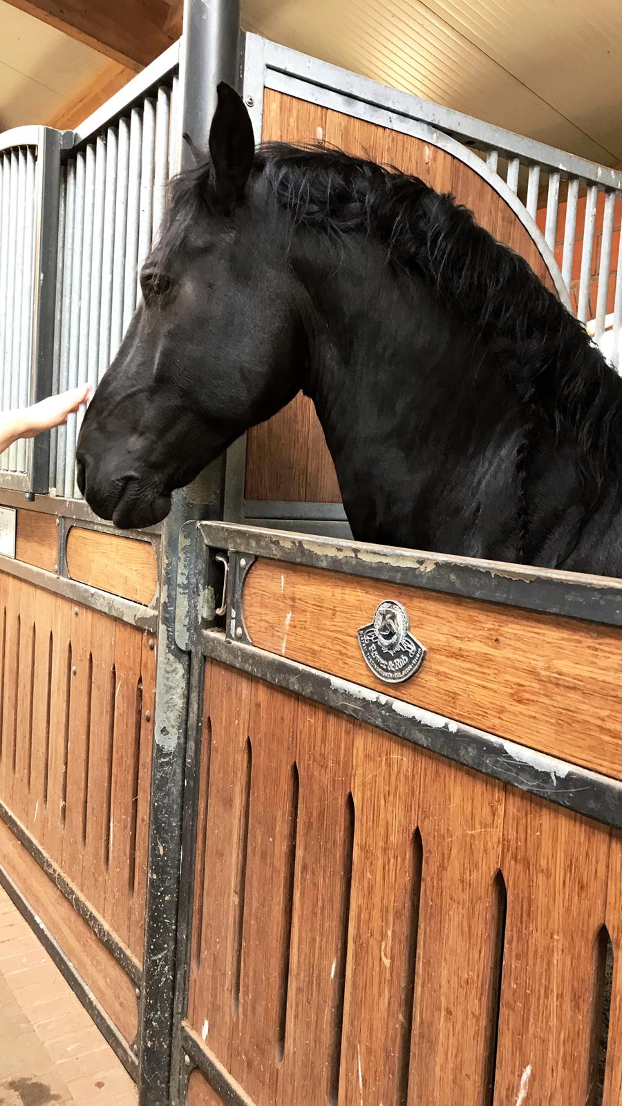 Frieser Van Helsing billede 6