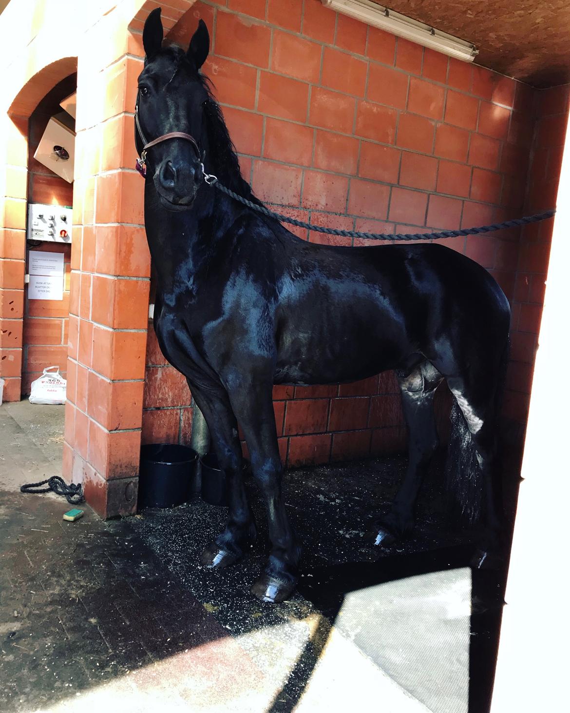 Frieser Van Helsing billede 7