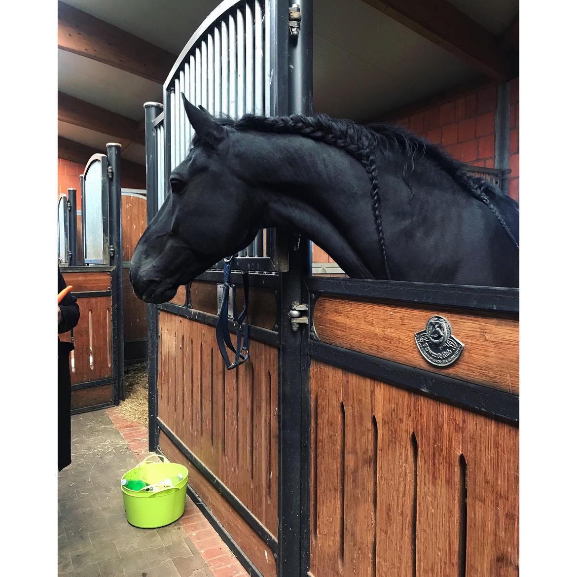 Frieser Van Helsing billede 10