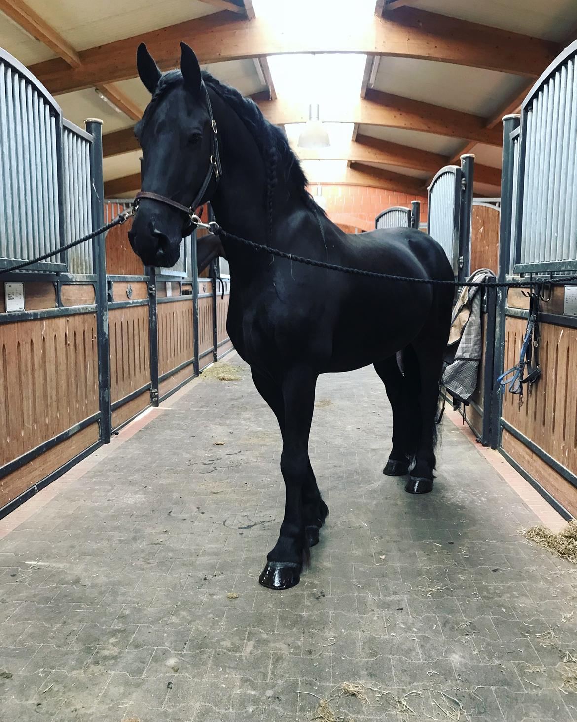 Frieser Van Helsing billede 11