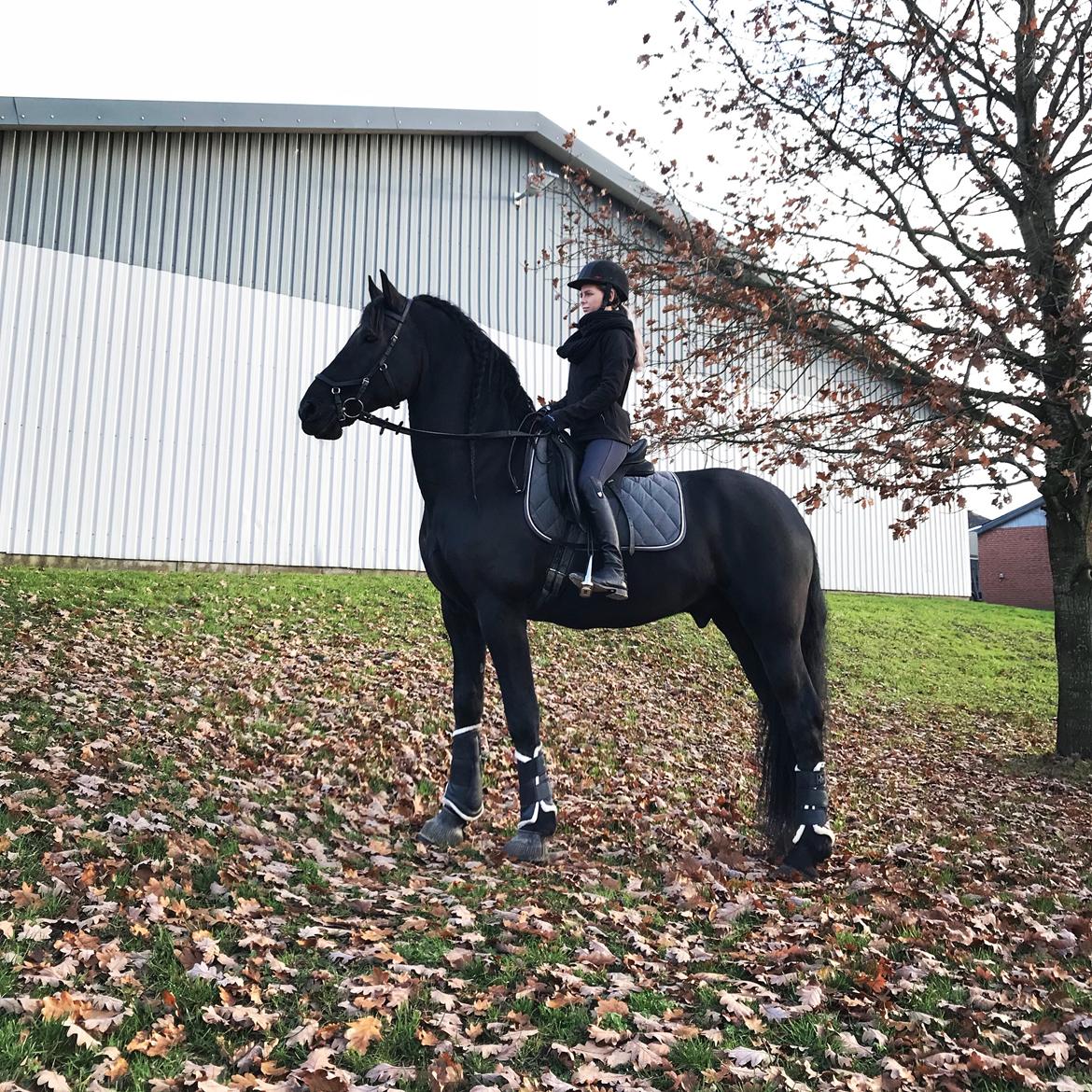 Frieser Van Helsing billede 13