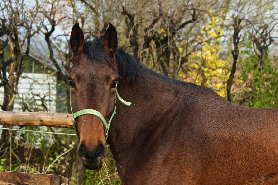 Holstener Cammy (HOPPEN) billede 17