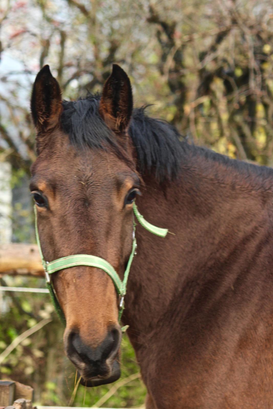 Holstener Cammy (HOPPEN) billede 19