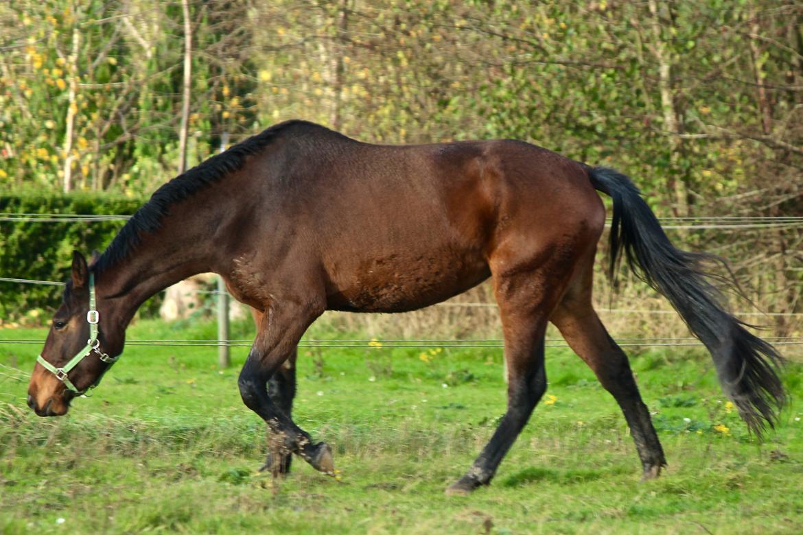 Holstener Cammy (HOPPEN) billede 5