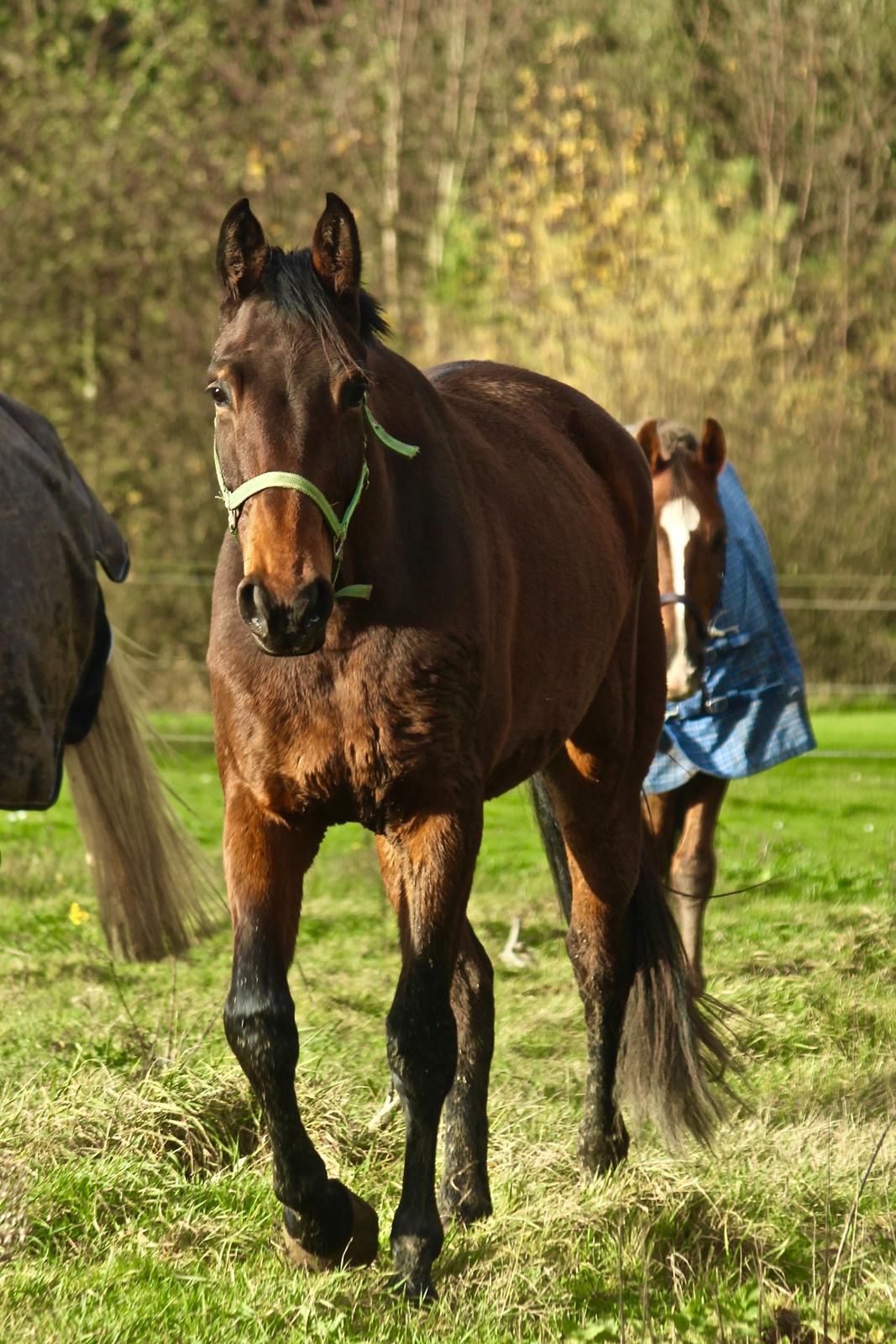 Holstener Cammy (HOPPEN) billede 7