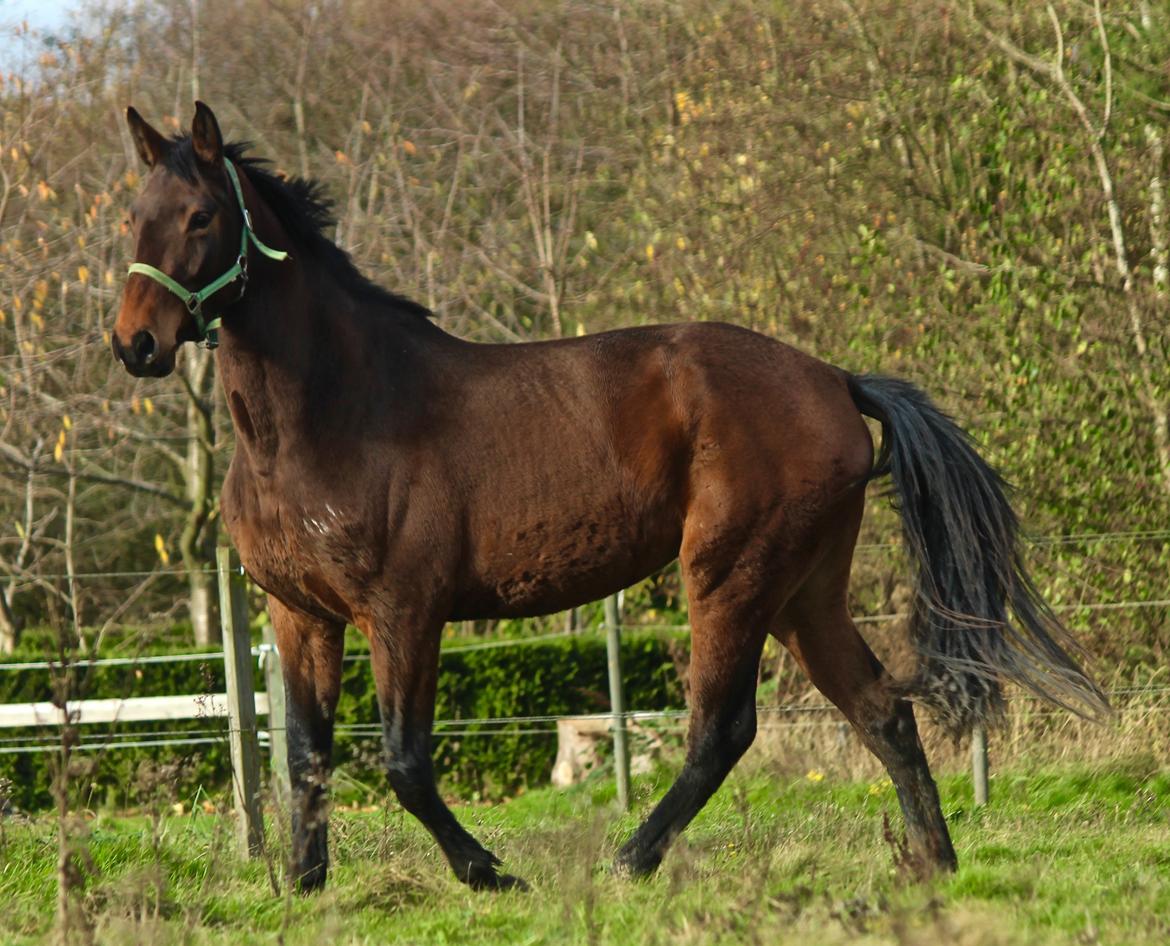 Holstener Cammy (HOPPEN) billede 21