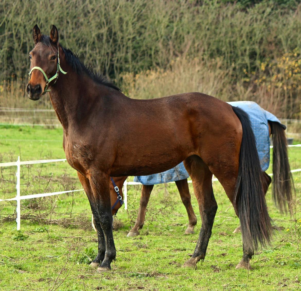 Holstener Cammy (HOPPEN) billede 13