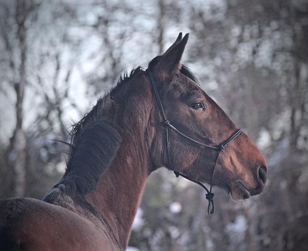 Holstener Cammy (HOPPEN) billede 24