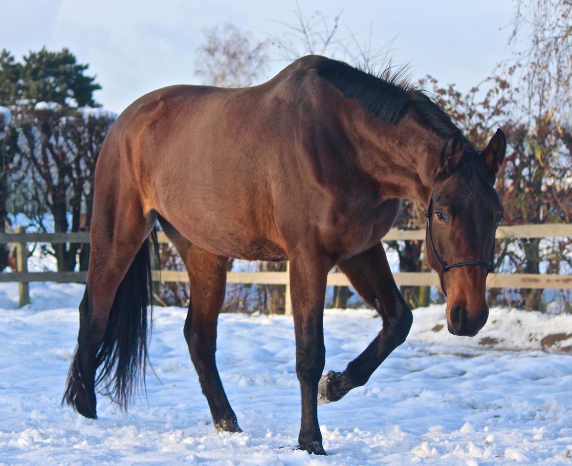 Holstener Cammy (HOPPEN) billede 10