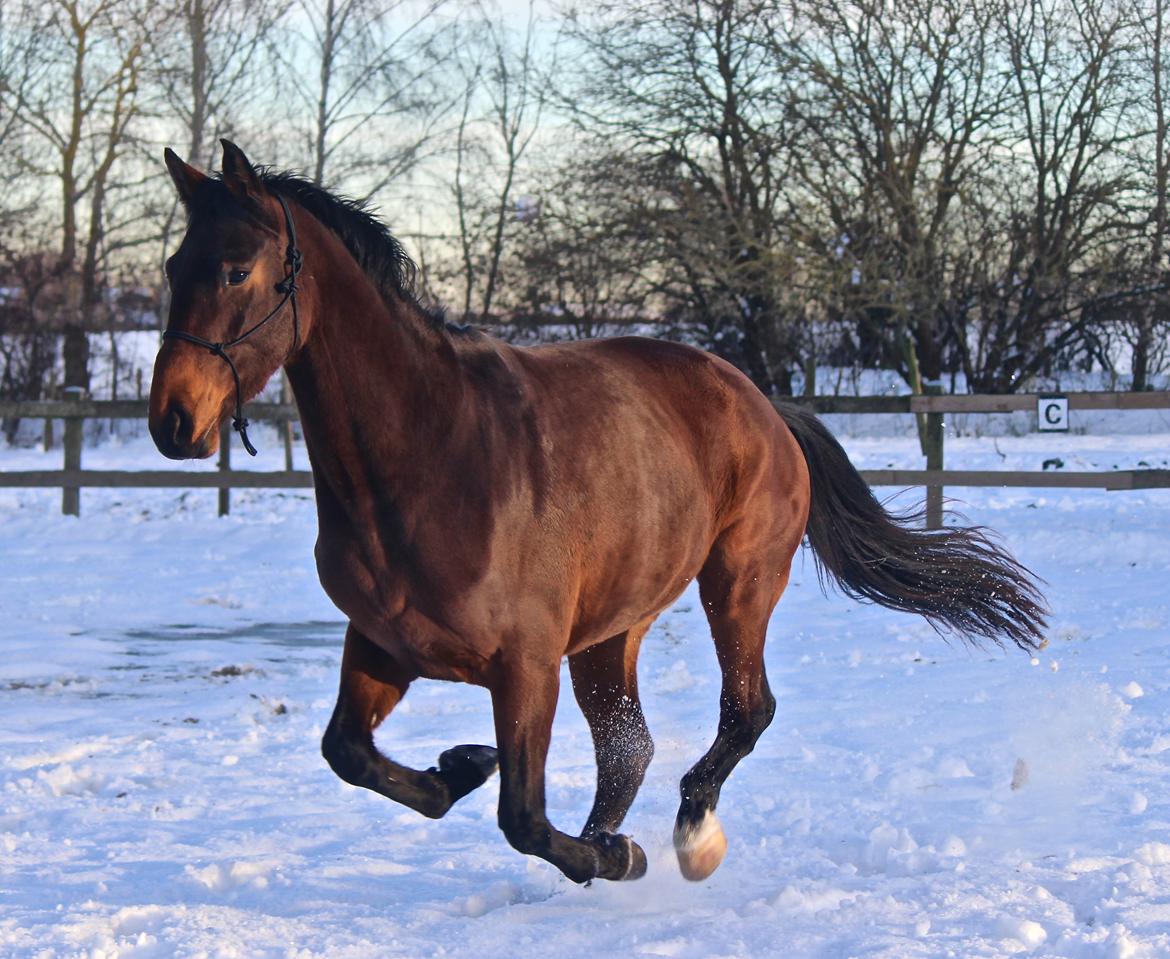 Holstener Cammy (HOPPEN) billede 22