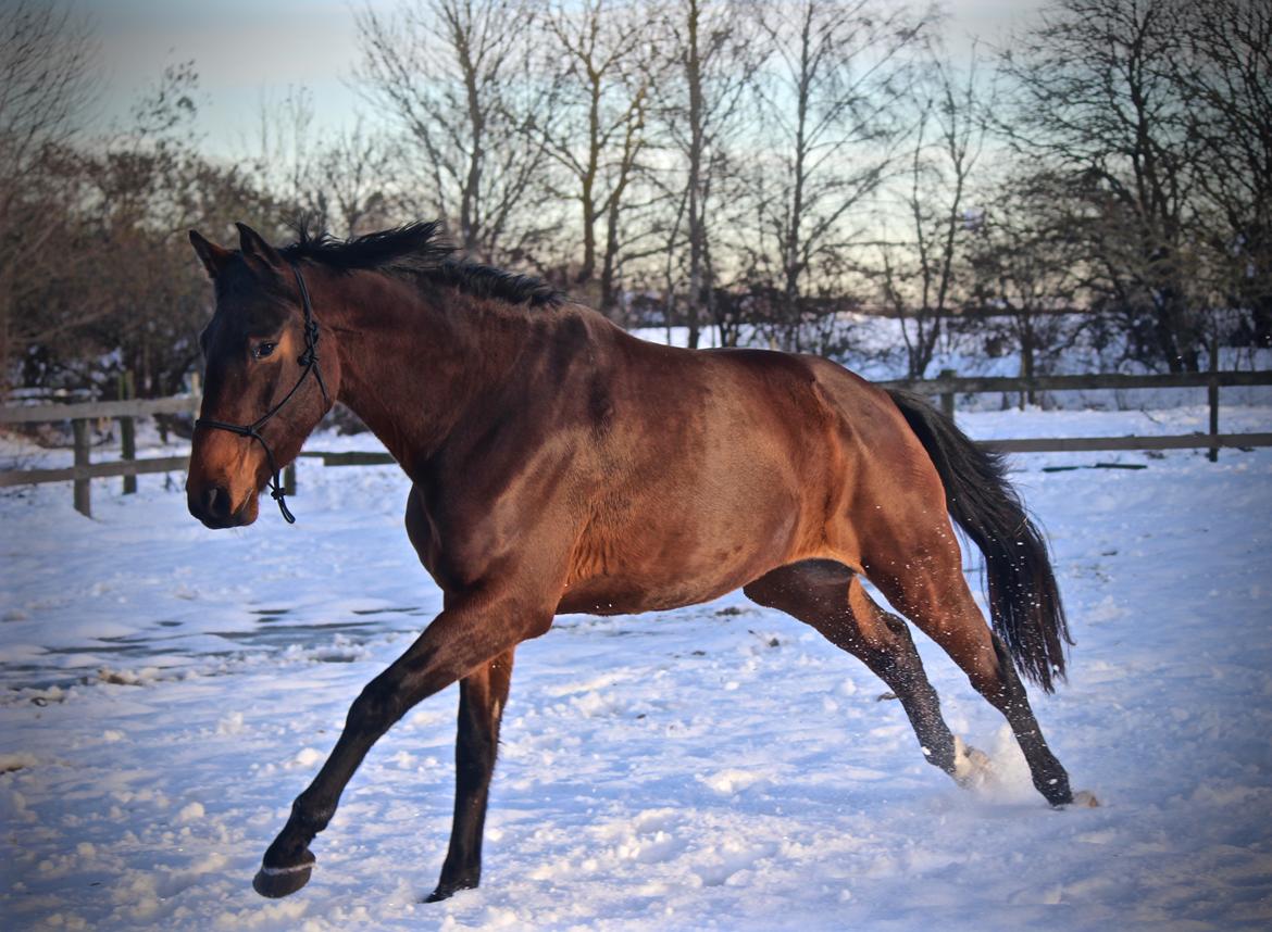 Holstener Cammy (HOPPEN) billede 16