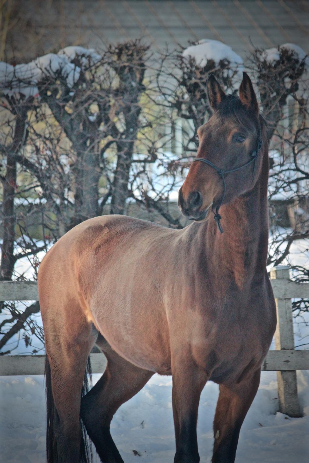 Holstener Cammy (HOPPEN) billede 9