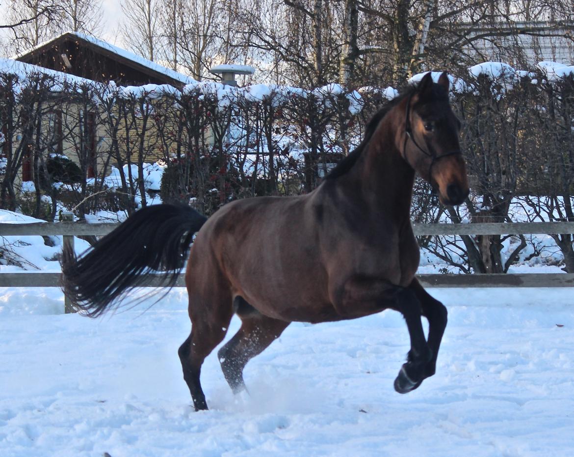 Holstener Cammy (HOPPEN) billede 12