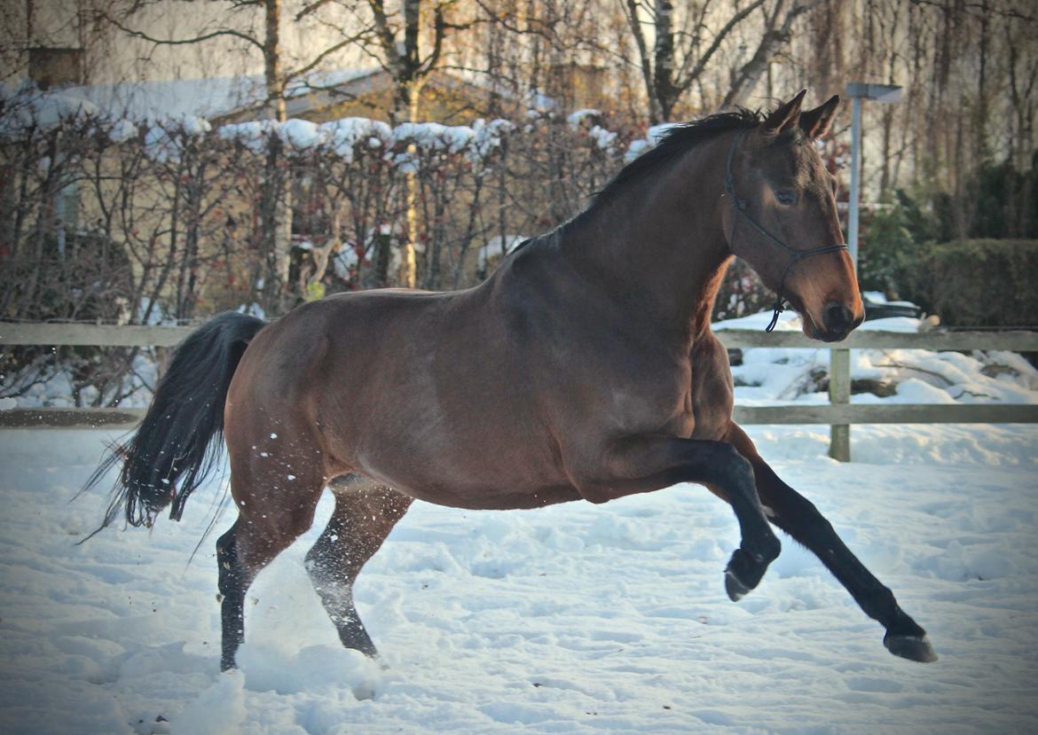 Holstener Cammy (HOPPEN) billede 6