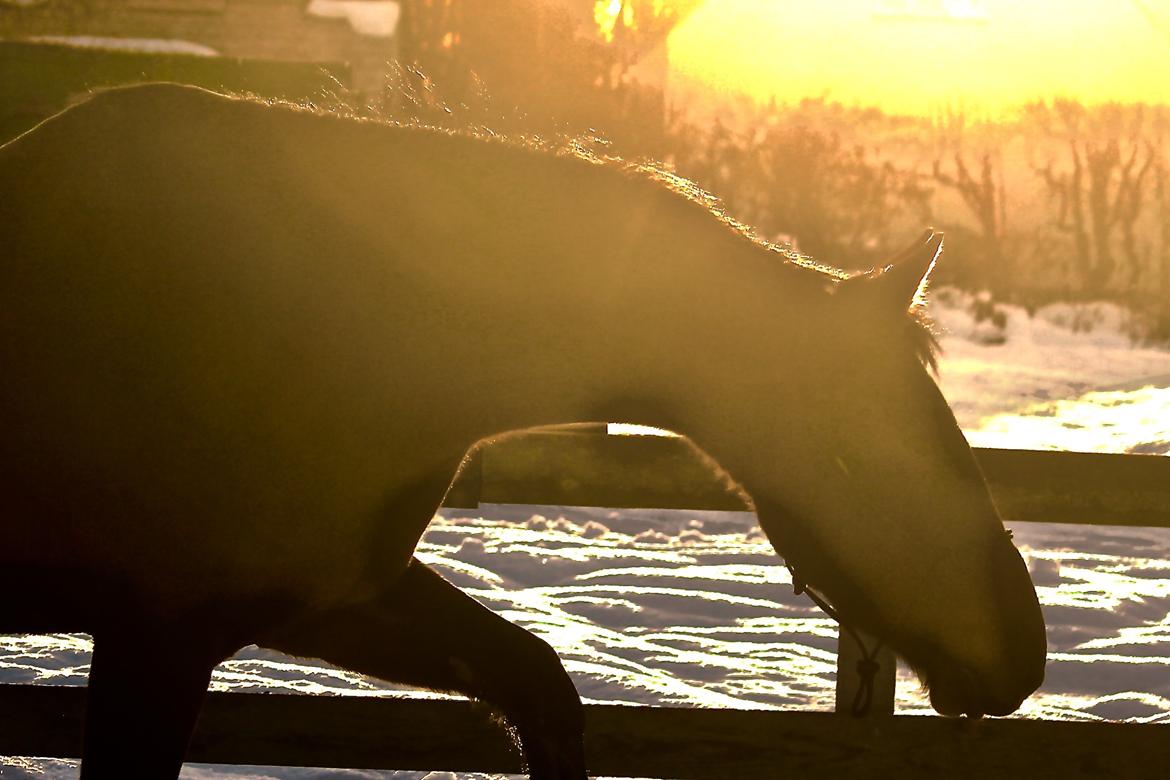 Holstener Cammy (HOPPEN) billede 14