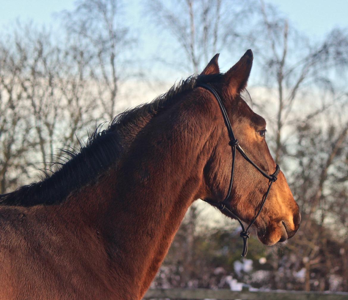 Holstener Cammy (HOPPEN) billede 15