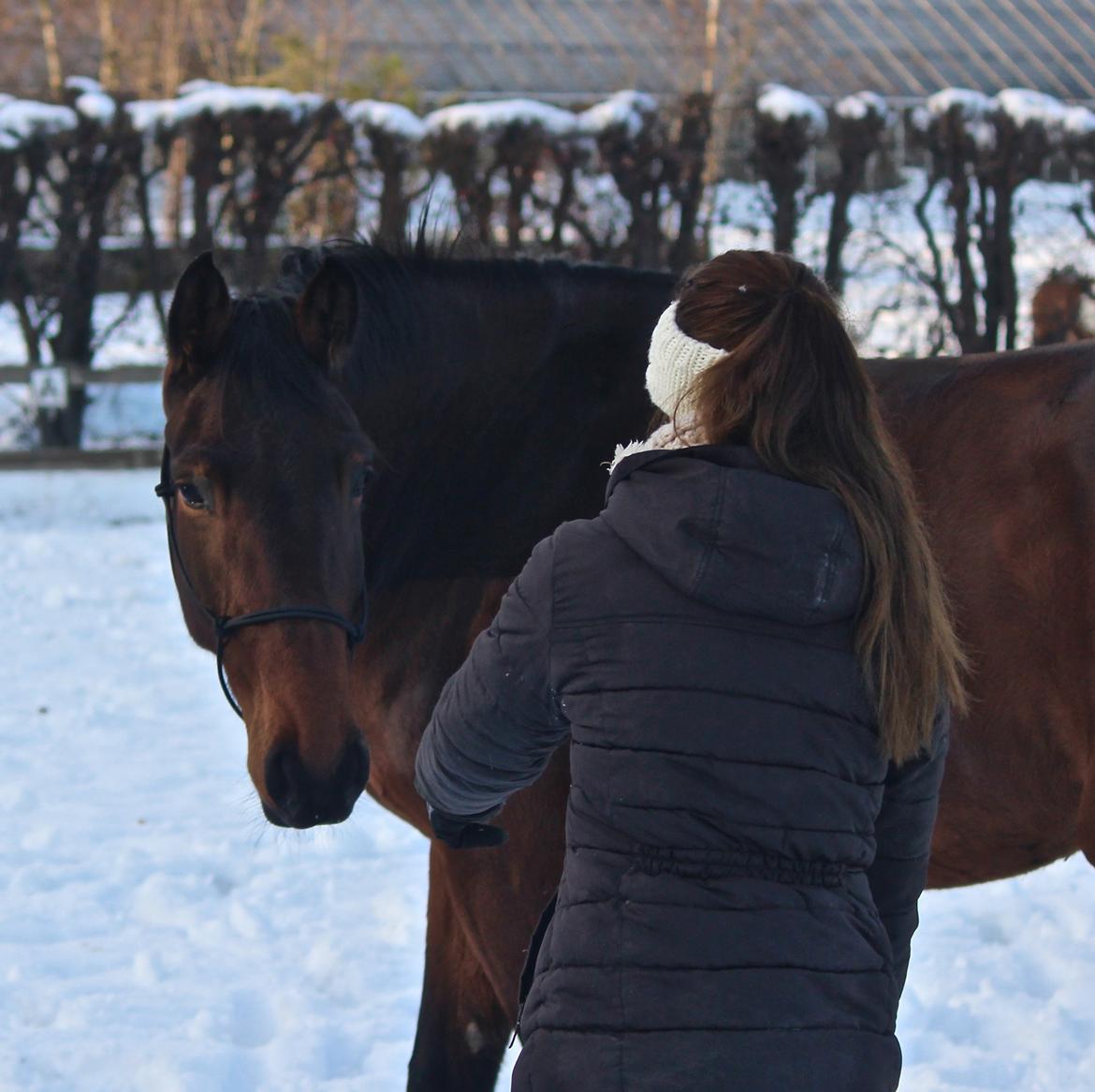 Holstener Cammy (HOPPEN) billede 26