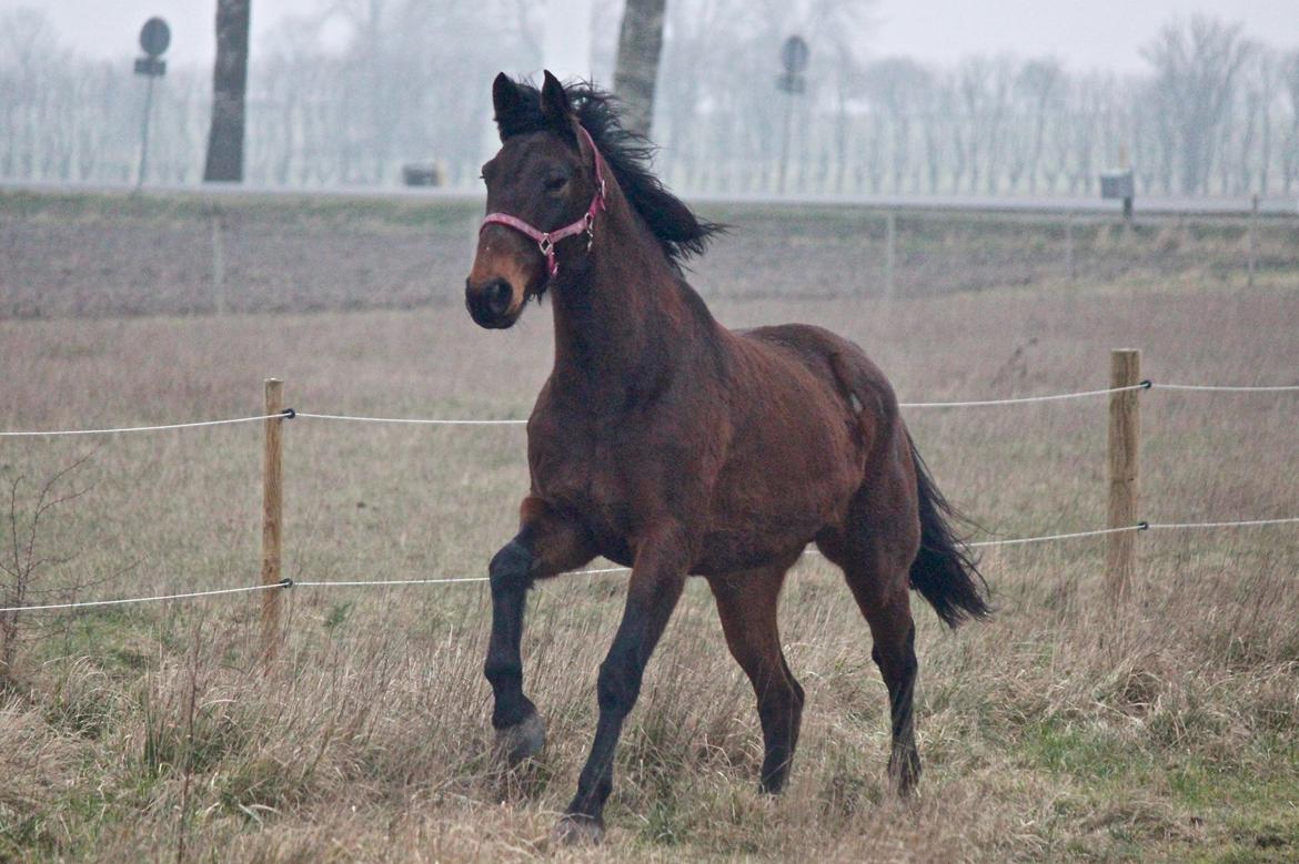 Holstener Cammy (HOPPEN) billede 23