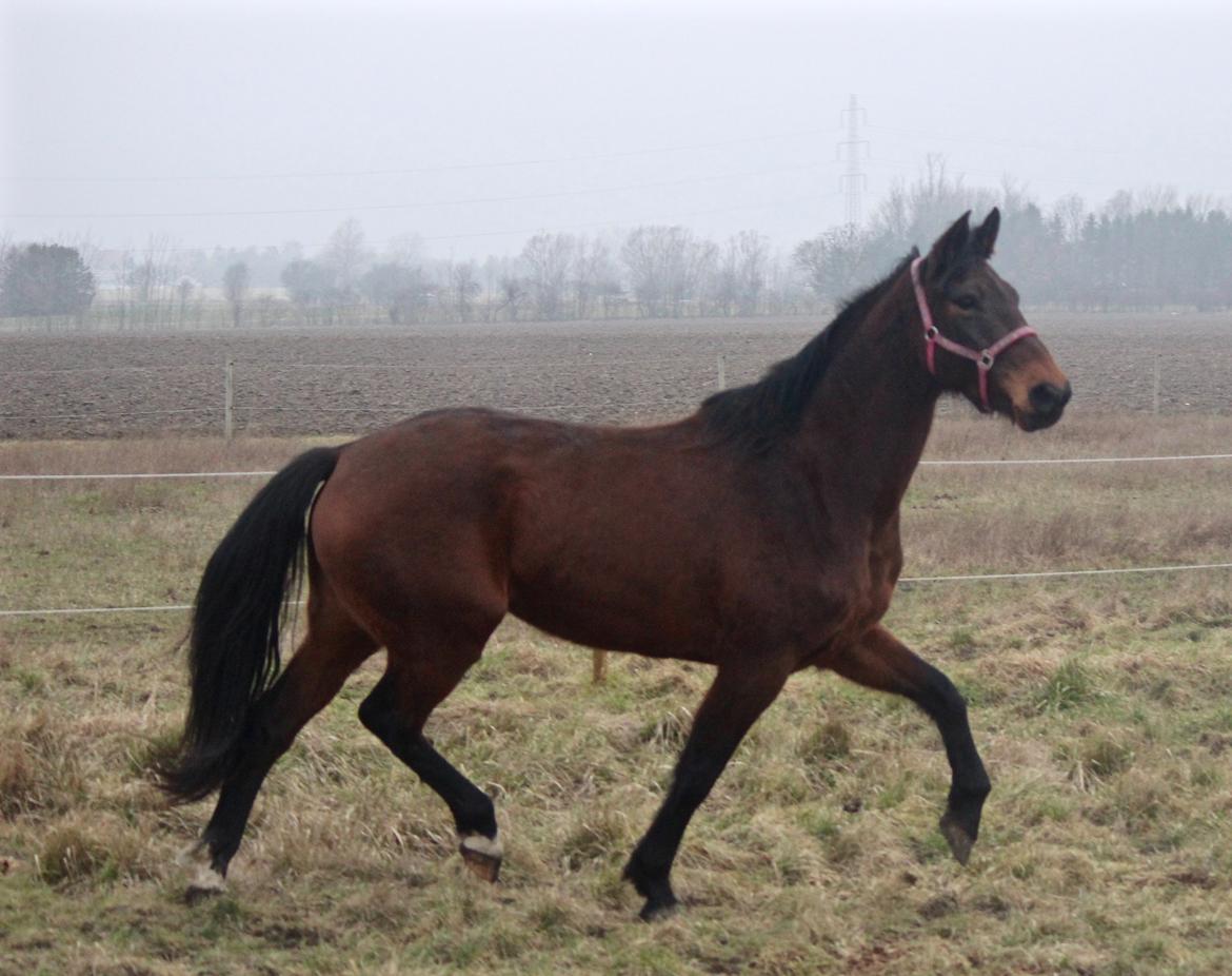 Holstener Cammy (HOPPEN) billede 8