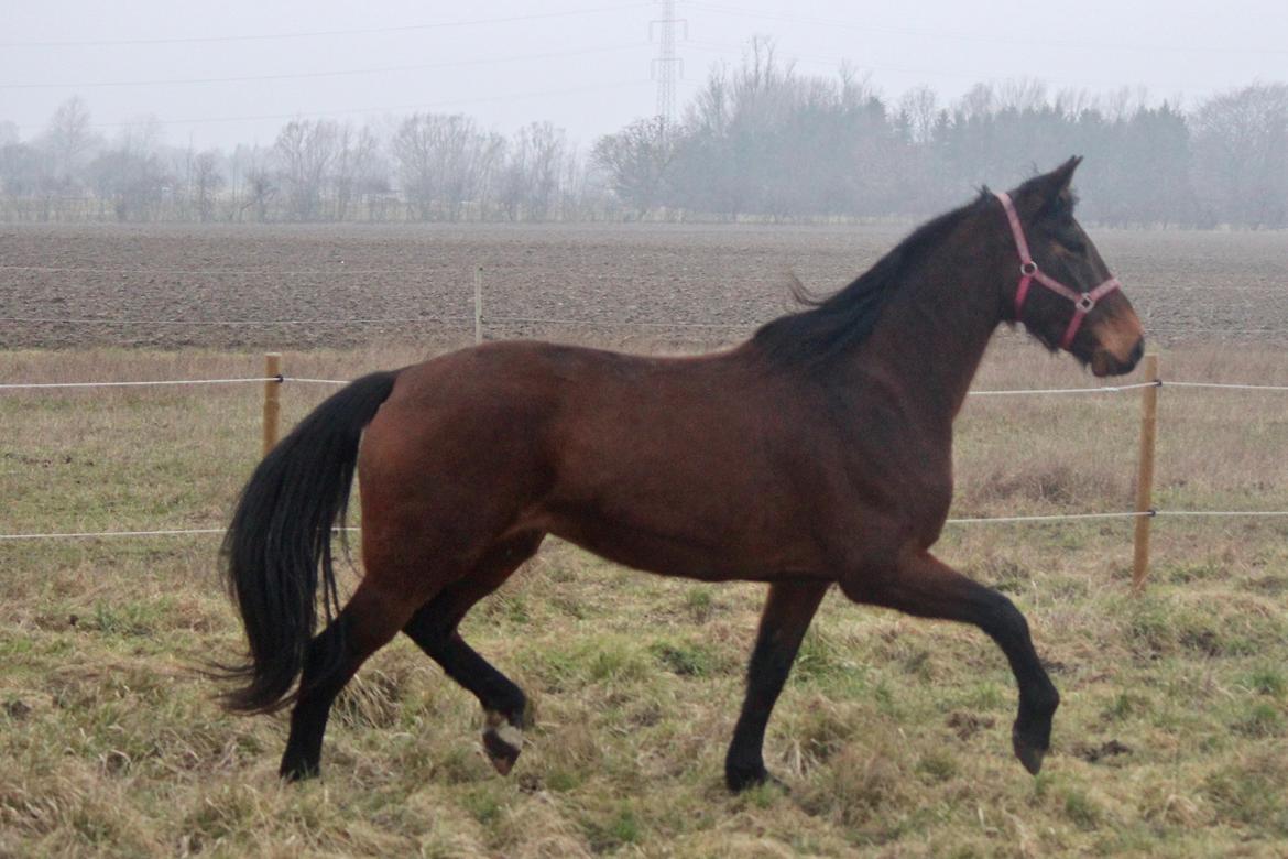 Holstener Cammy (HOPPEN) billede 25