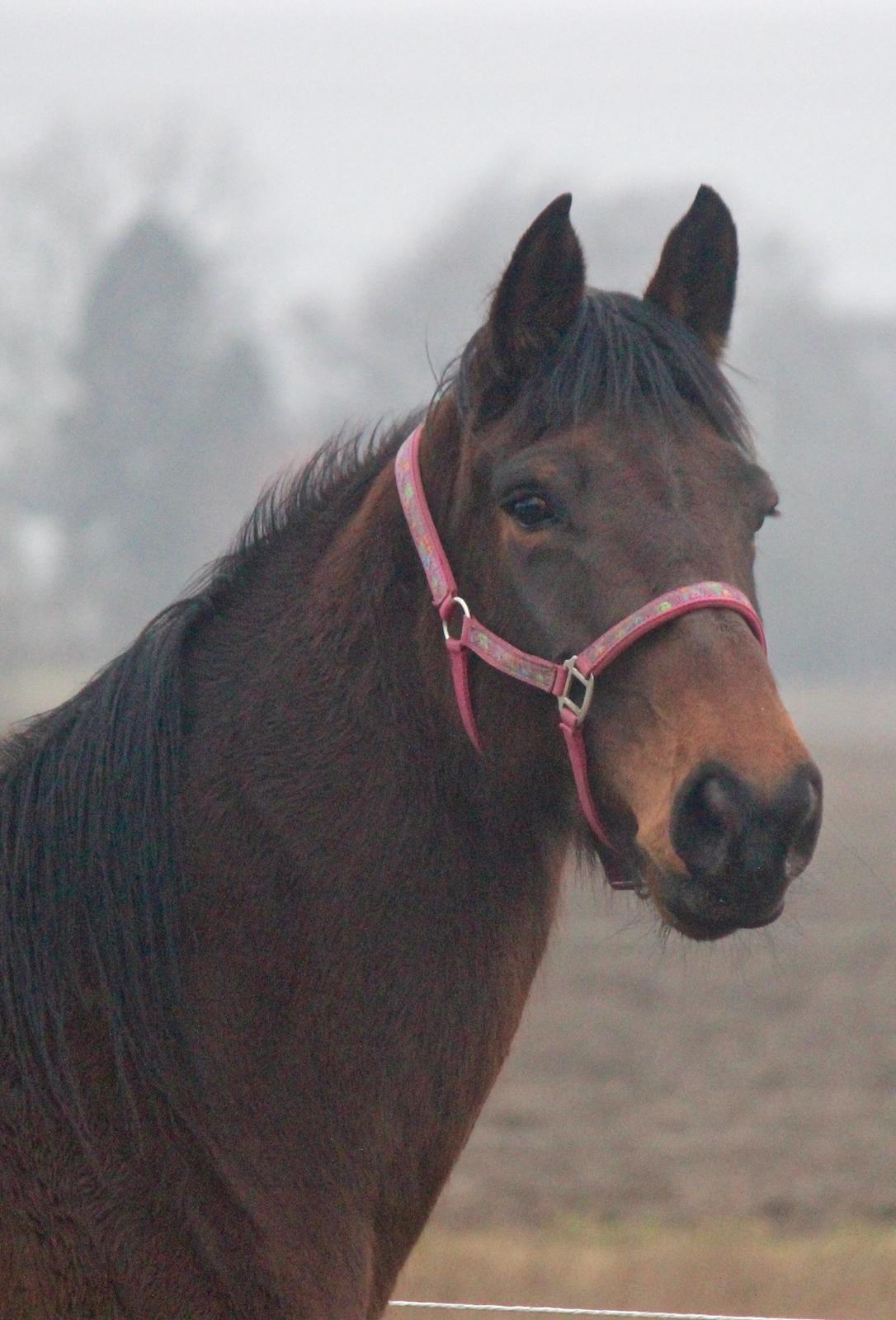 Holstener Cammy (HOPPEN) billede 27