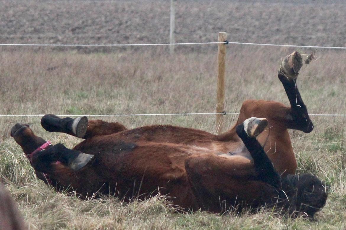 Holstener Cammy (HOPPEN) billede 11