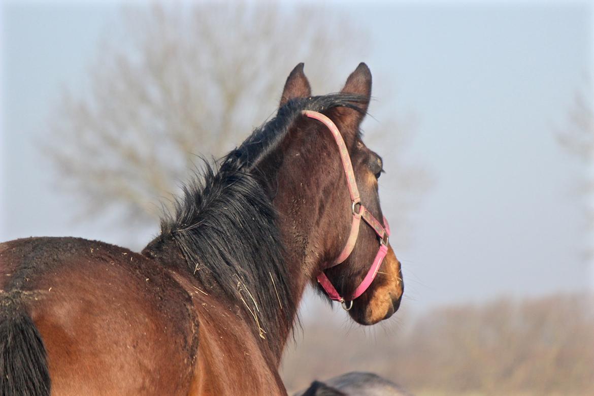 Holstener Cammy (HOPPEN) billede 29