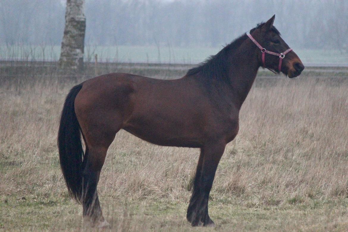 Holstener Cammy (HOPPEN) billede 4