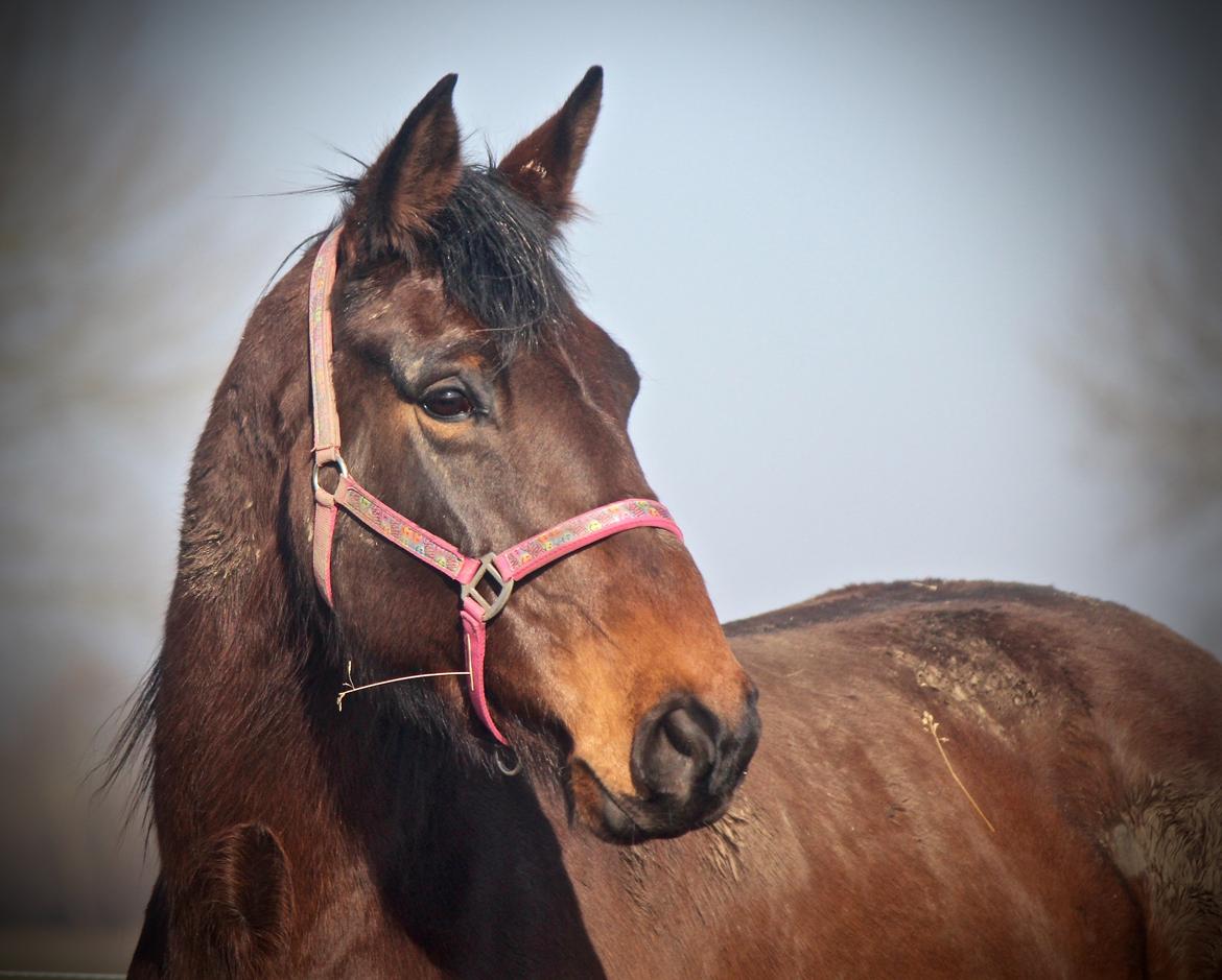 Holstener Cammy (HOPPEN) billede 2