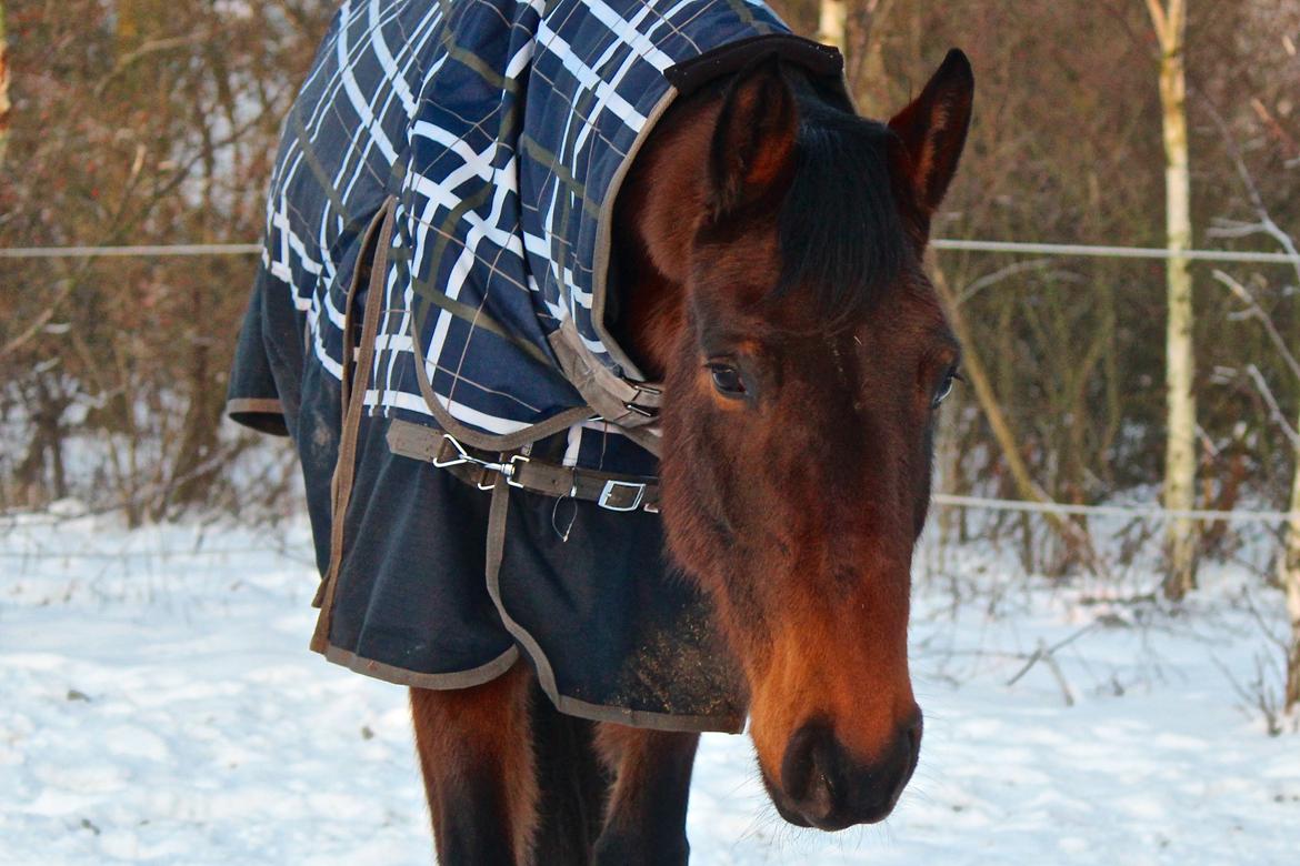 Holstener Cammy (HOPPEN) billede 28