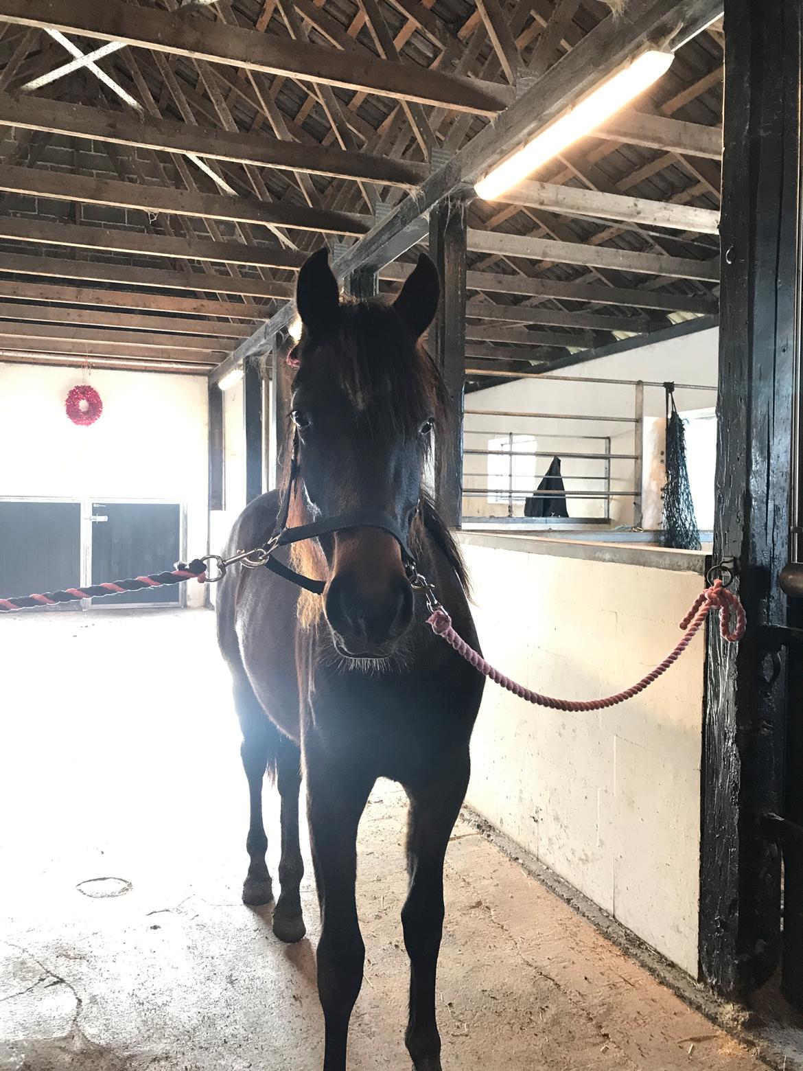 Anden særlig race Cera Bella billede 9