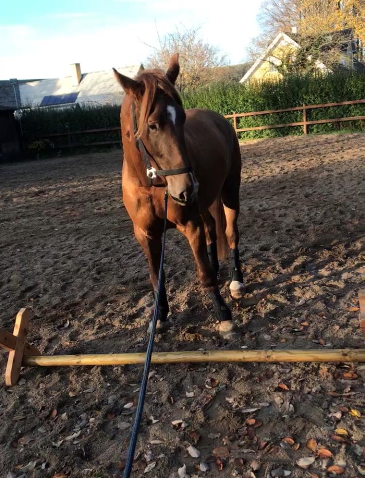 Dansk Varmblod Sancerre De Light billede 10