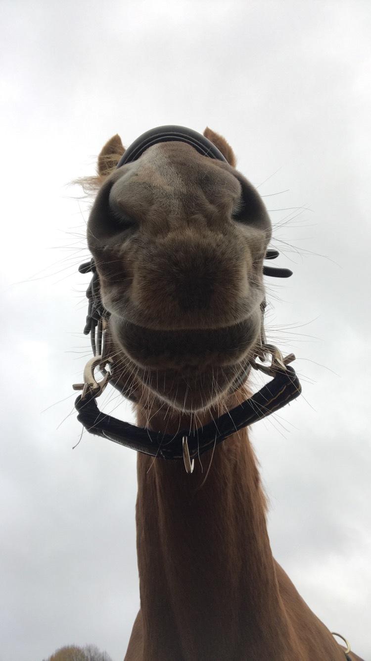 Dansk Varmblod Sancerre De Light billede 11