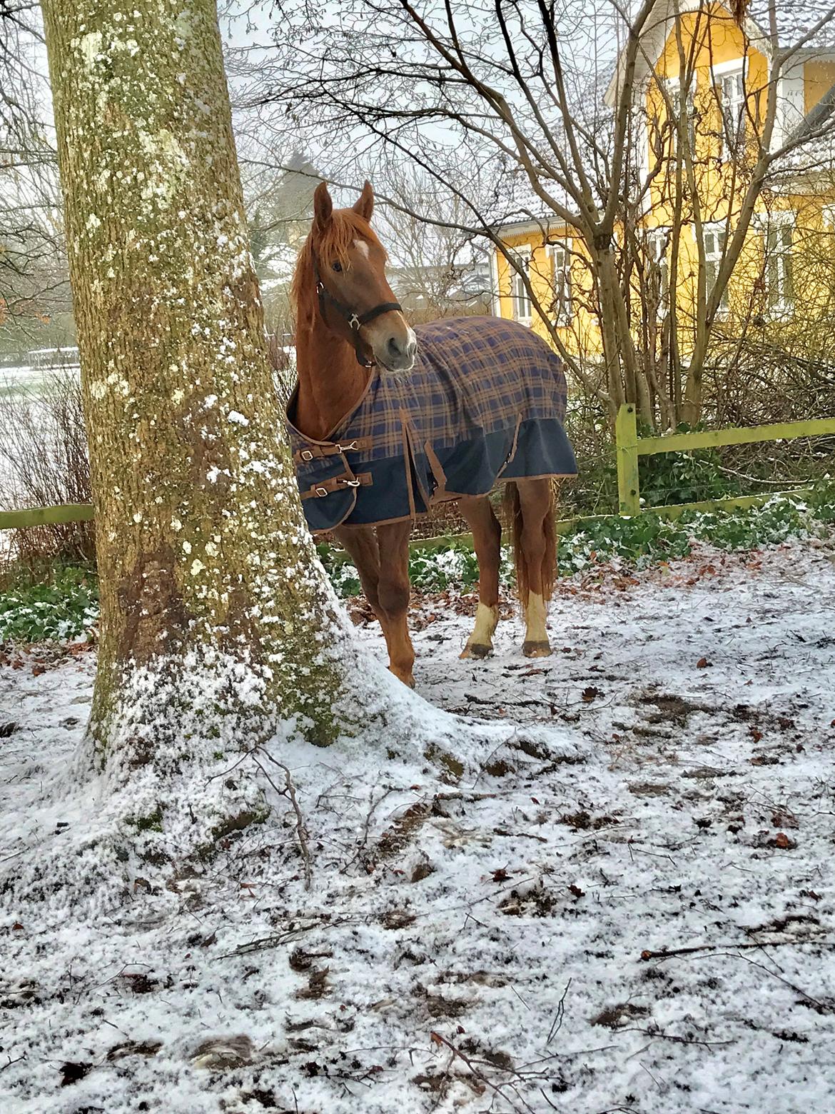 Dansk Varmblod Sancerre De Light billede 12