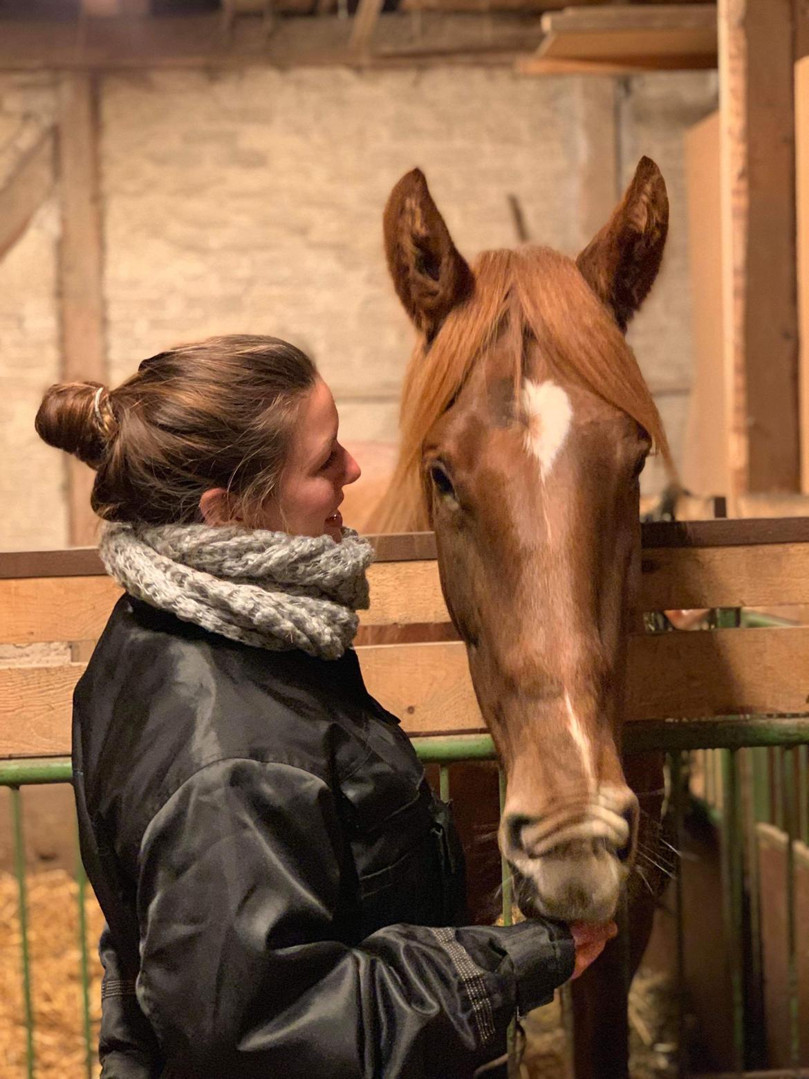 Dansk Varmblod Sancerre De Light billede 13