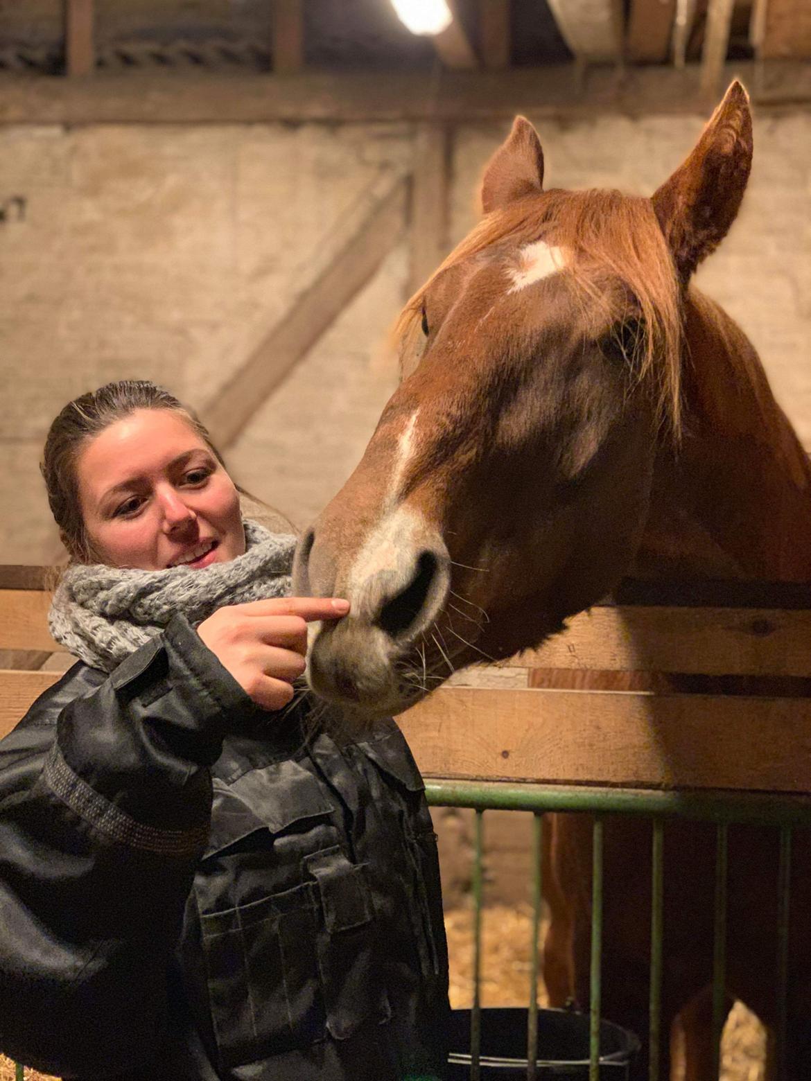 Dansk Varmblod Sancerre De Light billede 14