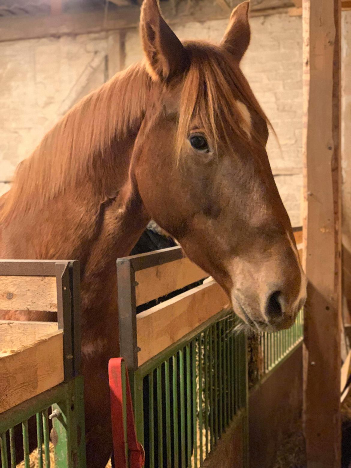 Dansk Varmblod Sancerre De Light billede 17