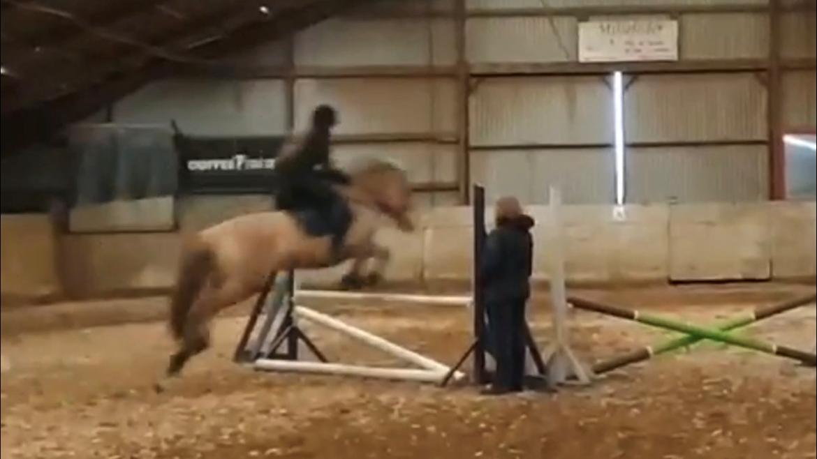 Fjordhest Mille hellumlund - Record forsøg, rev dsv ned med bagebenet (75cm) billede 7