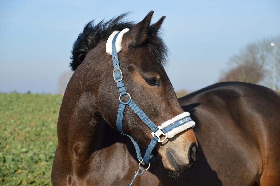 New Forest Birkilds Moreno - Min smukke pony snart 10 år gammel :O  billede 2