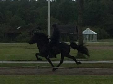 Islænder Kramsi fra Vesterlyng - Kåring 2016 billede 8