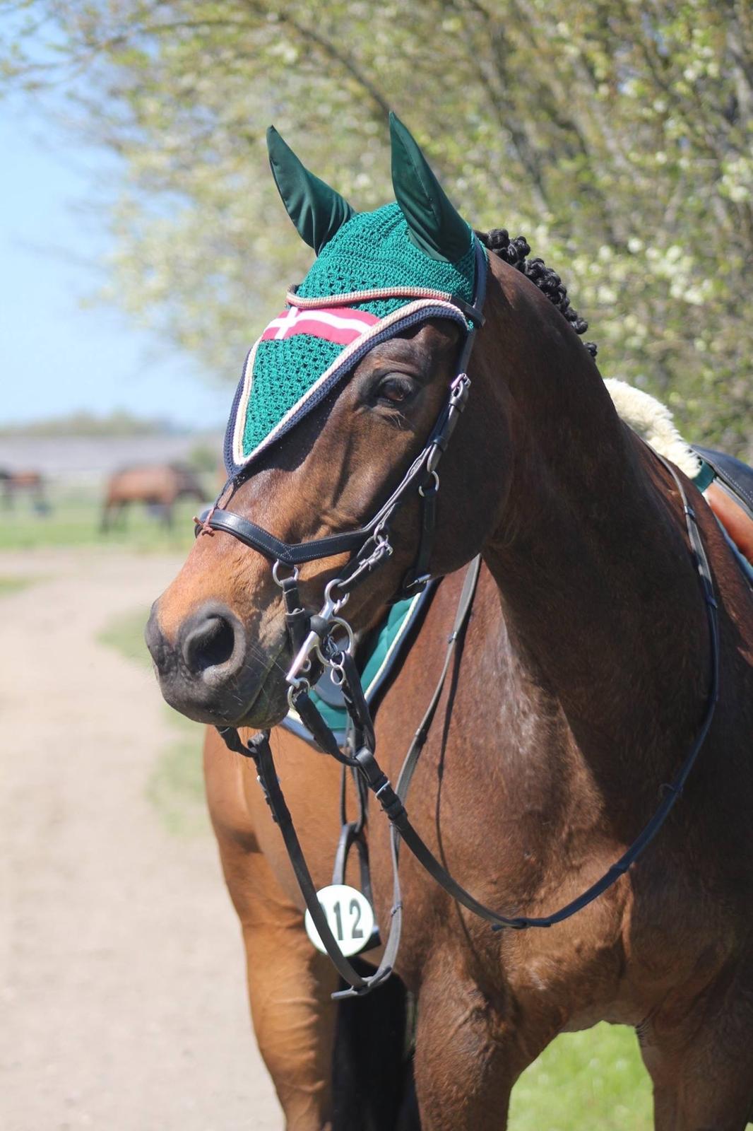 Fuldblod (XX) My Topaz XX billede 6