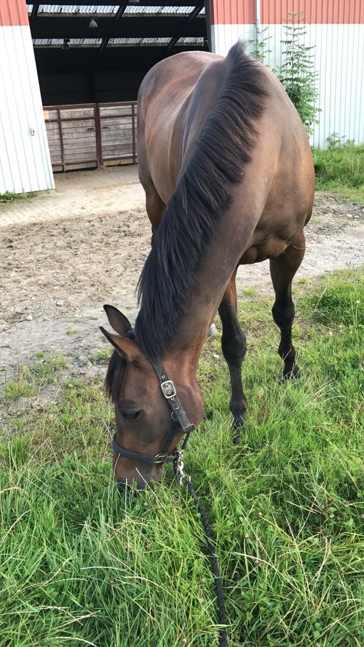 Fuldblod (XX) My Topaz XX billede 17