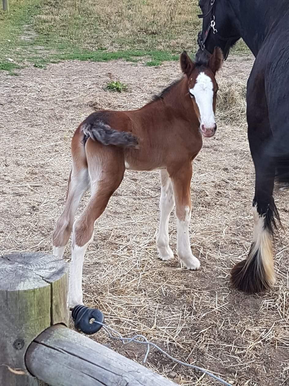 Shire Vesterbjergs Big Bay Conrad billede 17