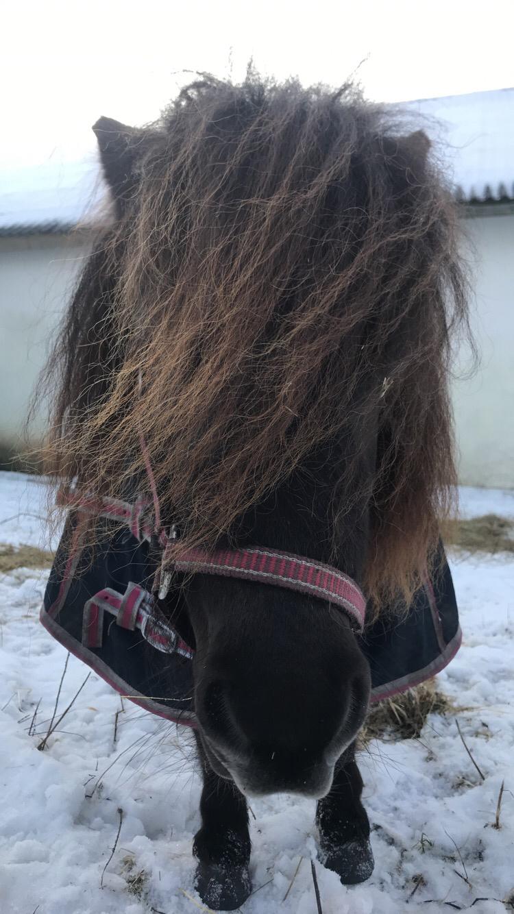 Shetlænder Pindstruphavens Amona billede 2