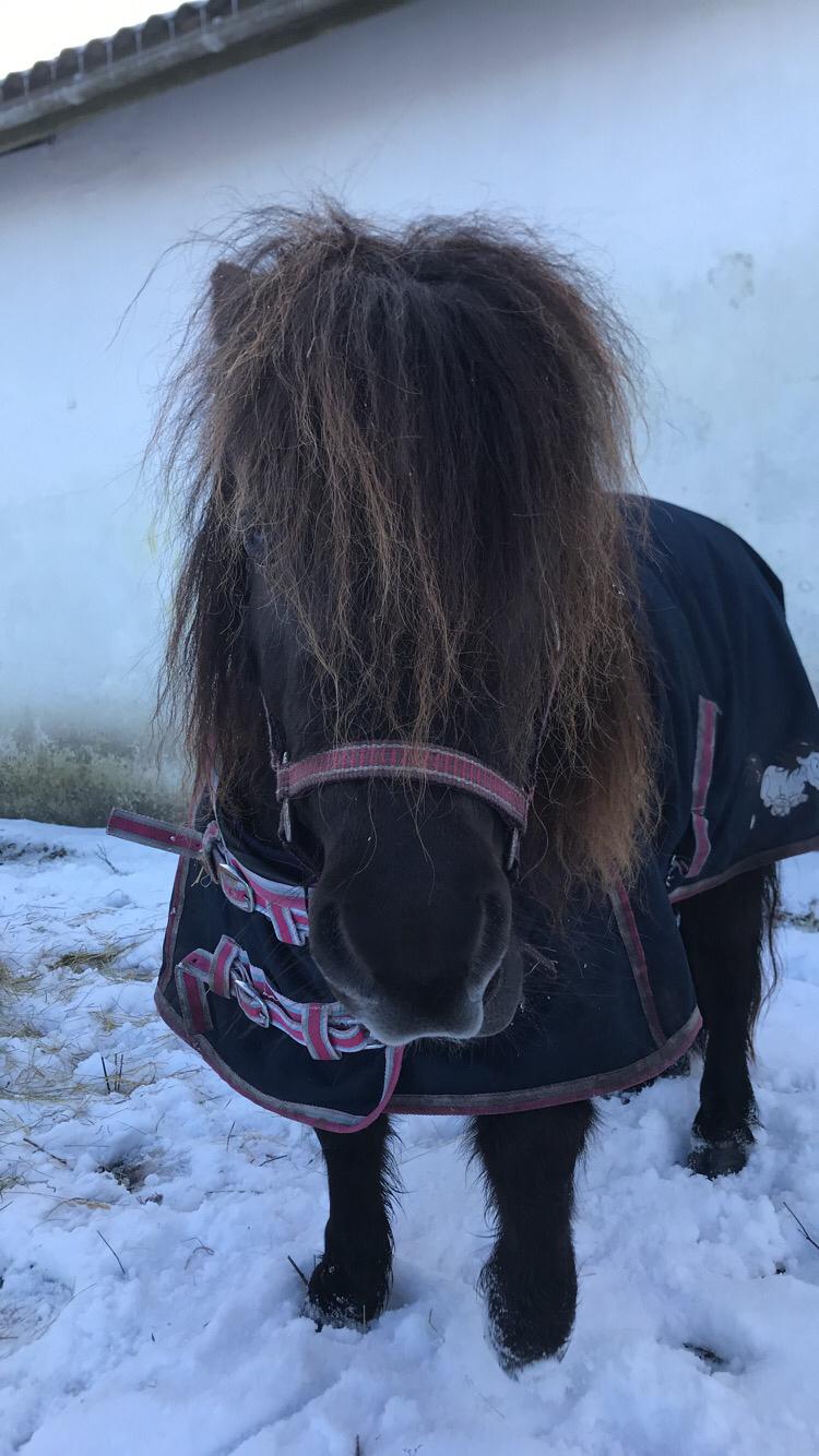 Shetlænder Pindstruphavens Amona billede 3