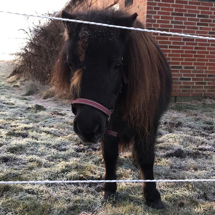 Shetlænder Pindstruphavens Amona billede 5