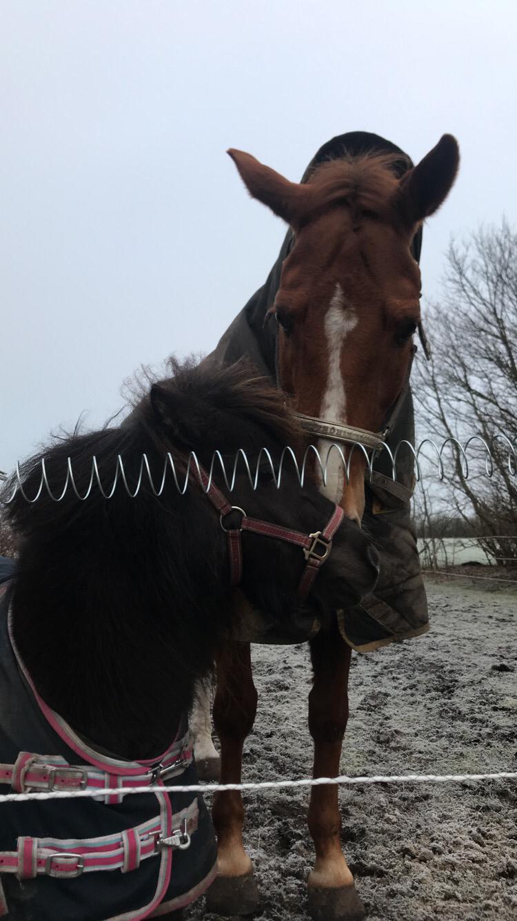 Shetlænder Pindstruphavens Amona billede 4