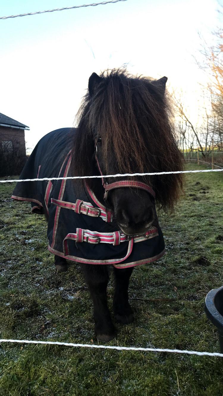 Shetlænder Pindstruphavens Amona billede 6