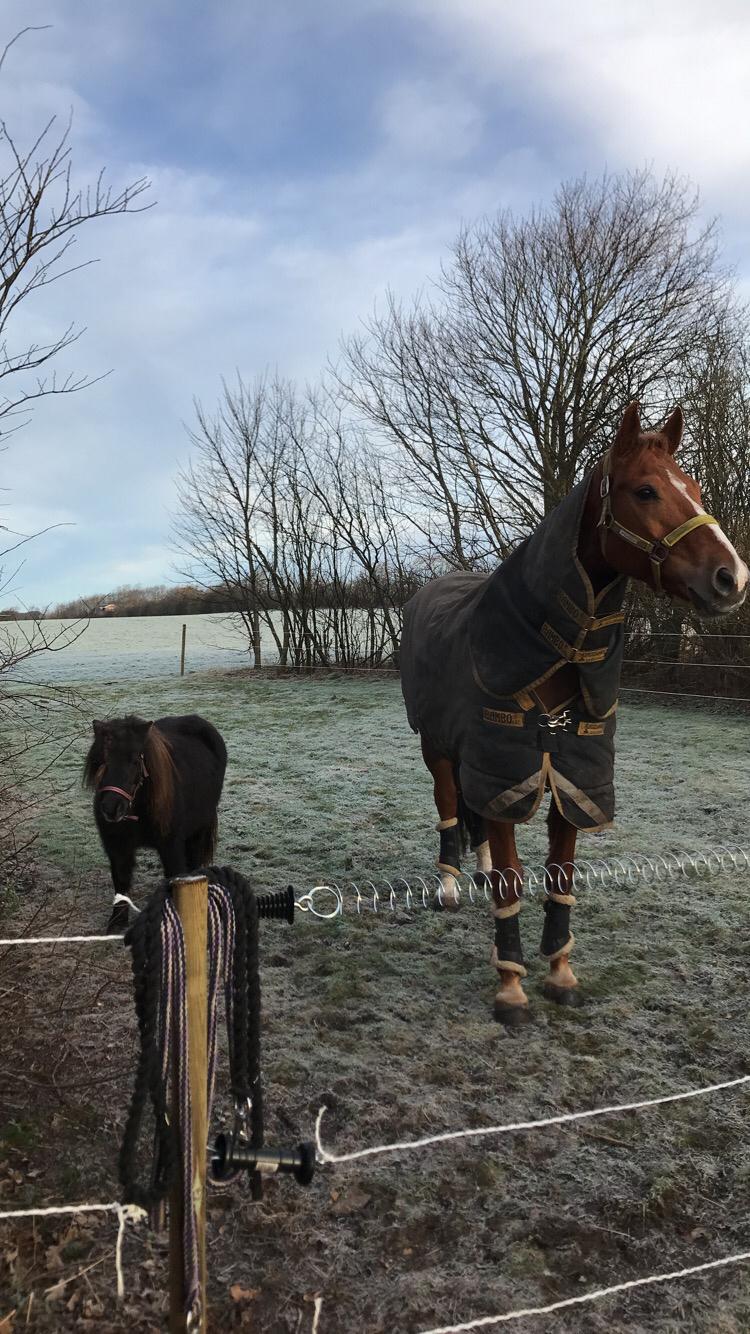 Shetlænder Pindstruphavens Amona billede 7
