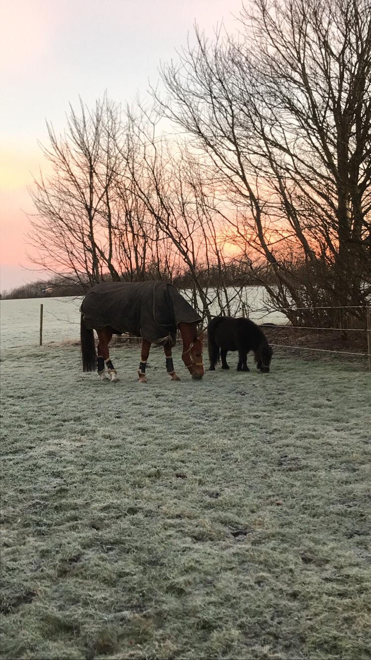 Shetlænder Pindstruphavens Amona billede 8